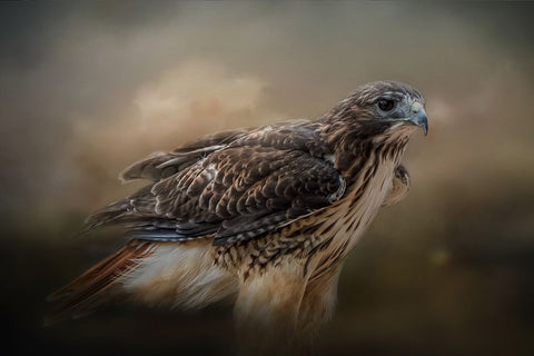 Chase the Wind Black Ornate Wood Framed Art Print with Double Matting by Parker, Kelley