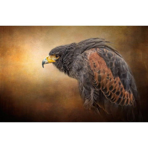 Hawkeye White Modern Wood Framed Art Print by Parker, Kelley