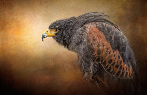 Hawkeye White Modern Wood Framed Art Print with Double Matting by Parker, Kelley