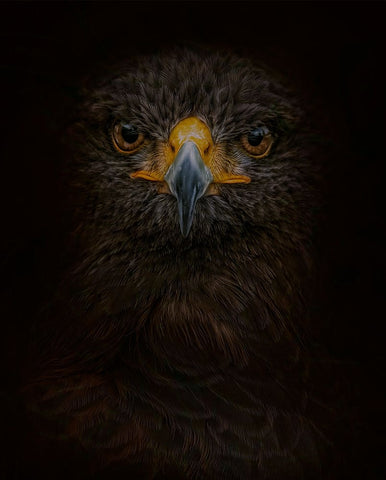 Searching for Darkness Black Ornate Wood Framed Art Print with Double Matting by Parker, Kelley