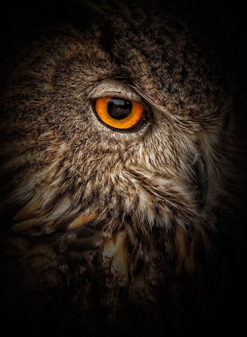 Dare Black Ornate Wood Framed Art Print with Double Matting by Parker, Kelley