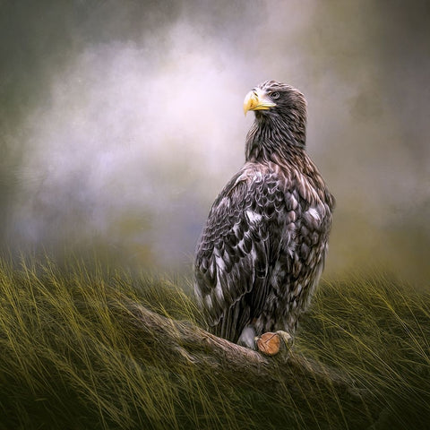 On Watch Black Ornate Wood Framed Art Print with Double Matting by Parker, Kelley