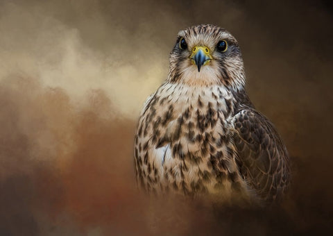 Shadow Hunter White Modern Wood Framed Art Print with Double Matting by Parker, Kelley