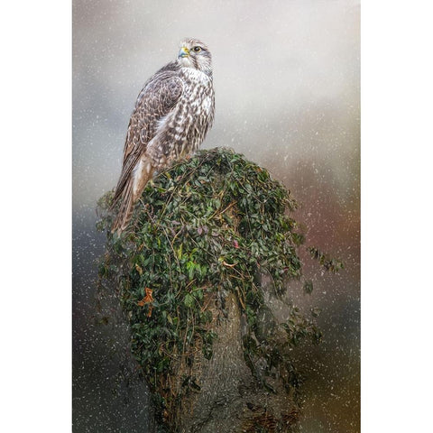 Snowfall Black Modern Wood Framed Art Print with Double Matting by Parker, Kelley