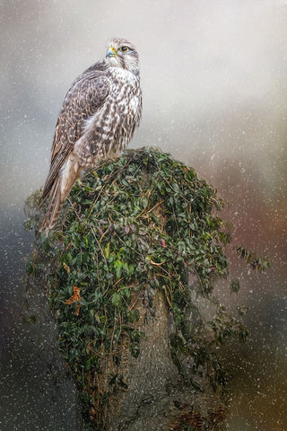 Snowfall White Modern Wood Framed Art Print with Double Matting by Parker, Kelley