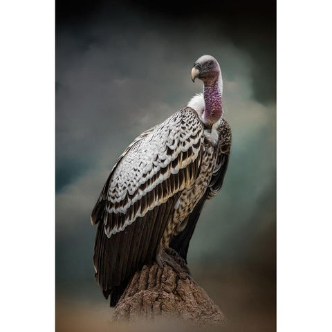 Looking for Dinner White Modern Wood Framed Art Print by Parker, Kelley