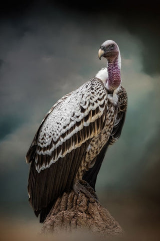 Looking for Dinner Black Ornate Wood Framed Art Print with Double Matting by Parker, Kelley