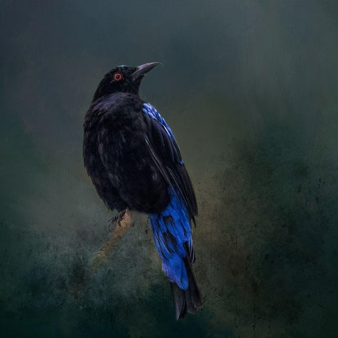 Taking the Red Eye Black Modern Wood Framed Art Print with Double Matting by Parker, Kelley