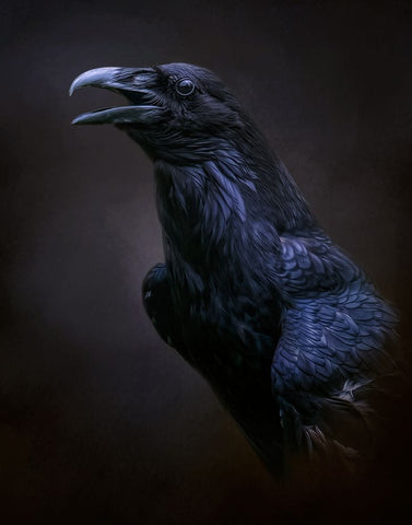 The Messenger White Modern Wood Framed Art Print with Double Matting by Parker, Kelley