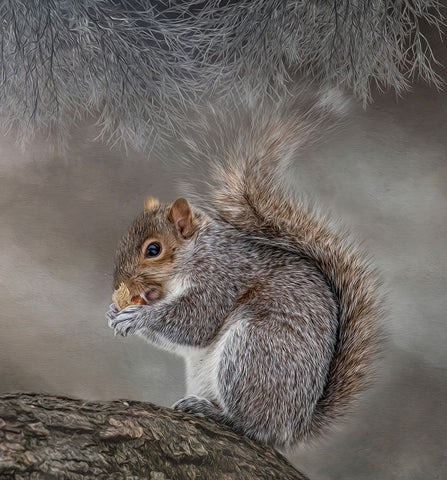 Bright Eyed and Bushy Tailed Black Modern Wood Framed Art Print by Parker, Kelley