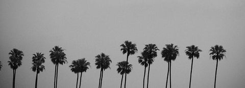 Palms White Modern Wood Framed Art Print with Double Matting by Singleton, Ashley