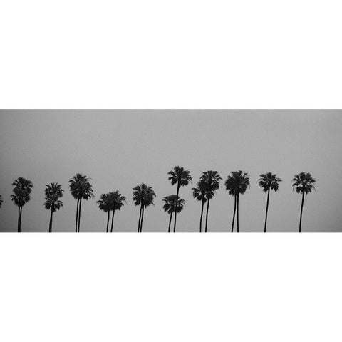 Palms Black Modern Wood Framed Art Print with Double Matting by Singleton, Ashley