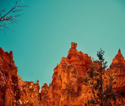 Natures Beauty Black Ornate Wood Framed Art Print with Double Matting by Singleton, Ashley