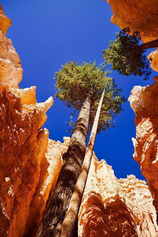 Standing Tall Black Ornate Wood Framed Art Print with Double Matting by Singleton, Ashley