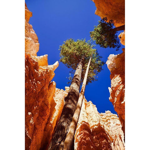 Standing Tall Black Modern Wood Framed Art Print with Double Matting by Singleton, Ashley