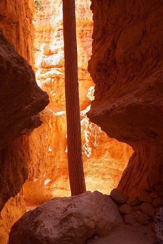 Determined Black Ornate Wood Framed Art Print with Double Matting by Singleton, Ashley