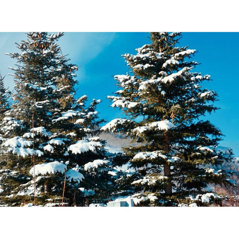 Evergreens Gold Ornate Wood Framed Art Print with Double Matting by Singleton, Ashley