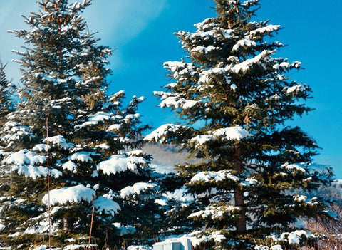 Evergreens White Modern Wood Framed Art Print with Double Matting by Singleton, Ashley