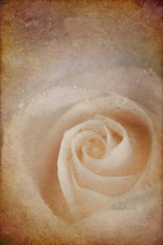 Faded Rose White Modern Wood Framed Art Print with Double Matting by Murdock, Ramona