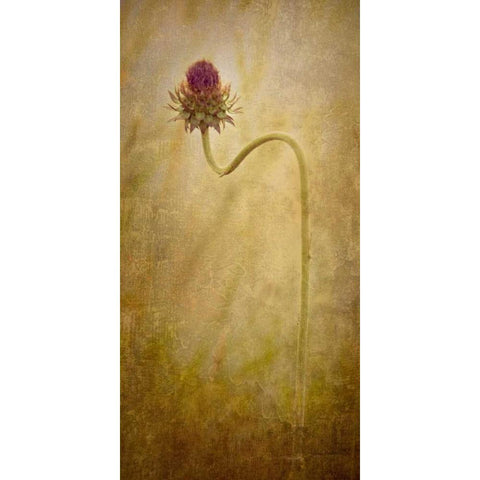 Thistle Black Modern Wood Framed Art Print by Murdock, Ramona