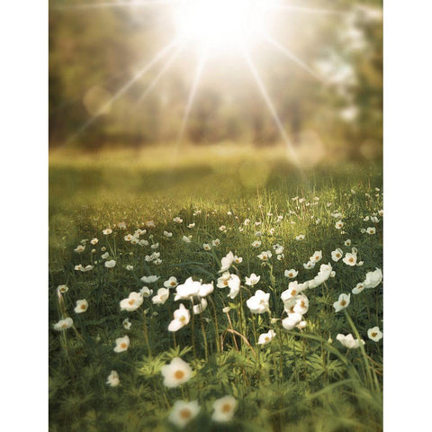 Field and Sun Black Modern Wood Framed Art Print with Double Matting by Moss, Tara