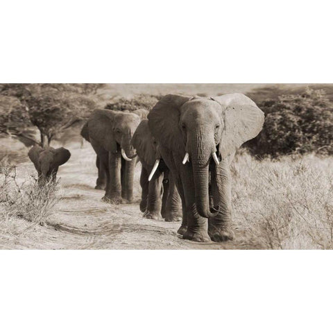 Herd of African Elephants- Kenya Black Modern Wood Framed Art Print by Anonymous