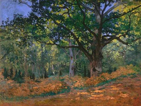 The Bodmer Oak Fontainebleau Forest White Modern Wood Framed Art Print with Double Matting by Monet, Claude
