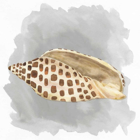 Shells on Grey I Black Modern Wood Framed Art Print by Reed, Tara