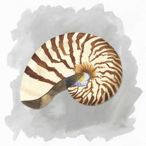 Shells on Grey III Black Modern Wood Framed Art Print by Reed, Tara