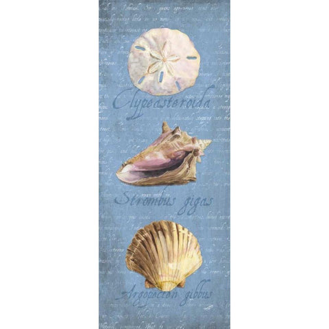 Oceanum Shell Panel Blue I White Modern Wood Framed Art Print by Reed, Tara
