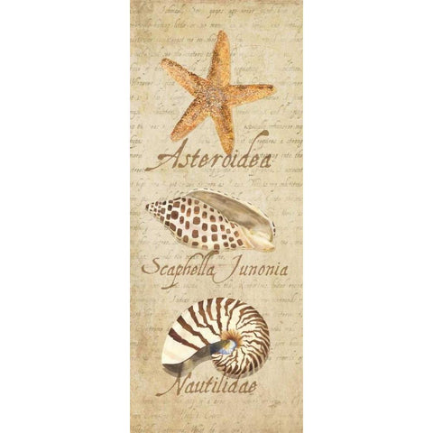 Oceanum Shell Panel Beige II White Modern Wood Framed Art Print by Reed, Tara