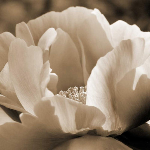 Brilliant Peony Gold Ornate Wood Framed Art Print with Double Matting by Amber Light Gallery