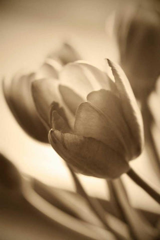 Illuminated Tulips 2 Black Ornate Wood Framed Art Print with Double Matting by Amber Light Gallery
