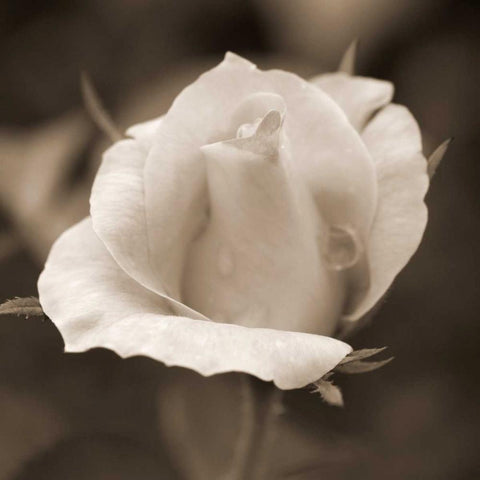 Rose Bud White Modern Wood Framed Art Print by Semenza, Marlana