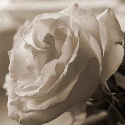 Sepia Rose 1 White Modern Wood Framed Art Print by Semenza, Marlana
