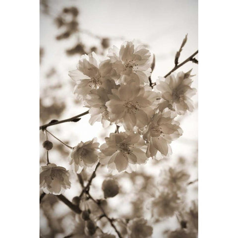 Blossom Twig 1 Black Modern Wood Framed Art Print by Semenza, Marlana