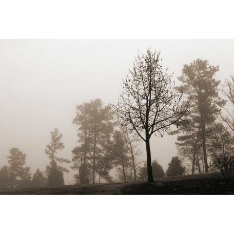Evening Mist 2 Black Modern Wood Framed Art Print with Double Matting by Sememza, Marlana