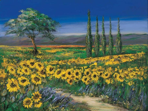 Field of sunflowers White Modern Wood Framed Art Print with Double Matting by Paleta, Anna