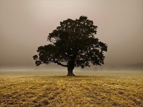 Single Tree in mist and fog White Modern Wood Framed Art Print with Double Matting by Frank, Assaf