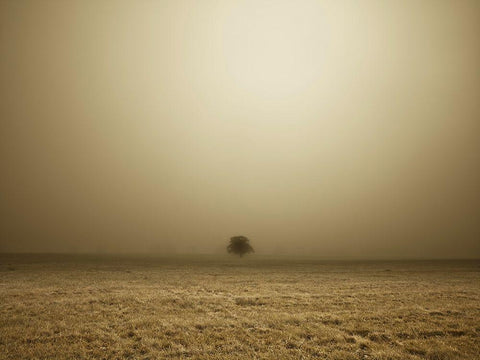 Single Tree in mist and fog White Modern Wood Framed Art Print with Double Matting by Frank, Assaf
