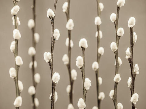 Pussy Willow twigs White Modern Wood Framed Art Print with Double Matting by Frank, Assaf