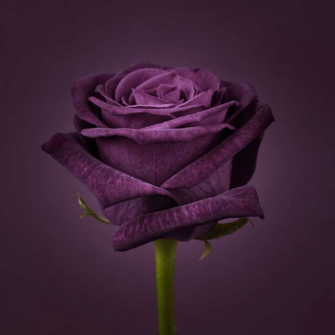 Single rose flower close-up Black Ornate Wood Framed Art Print with Double Matting by Frank, Assaf