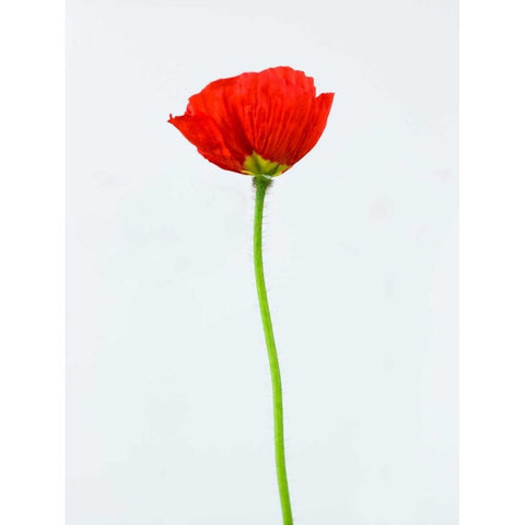 Single poppy flower Black Modern Wood Framed Art Print with Double Matting by Frank, Assaf