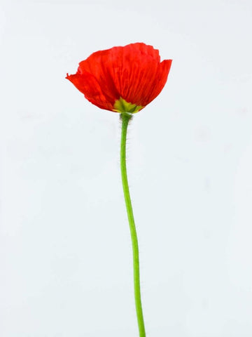 Single poppy flower White Modern Wood Framed Art Print with Double Matting by Frank, Assaf