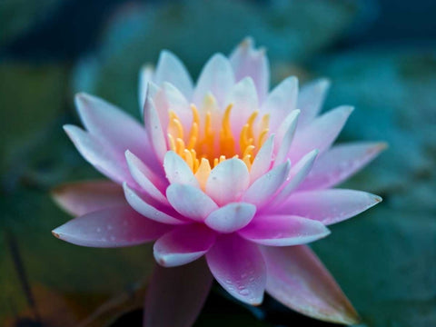 Water Lily close-up Black Ornate Wood Framed Art Print with Double Matting by Frank, Assaf