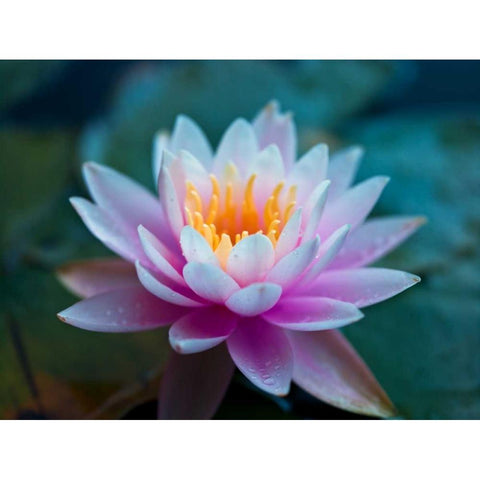 Water Lily close-up Black Modern Wood Framed Art Print by Frank, Assaf