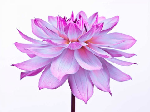Dahlia Flower White Modern Wood Framed Art Print with Double Matting by Frank, Assaf