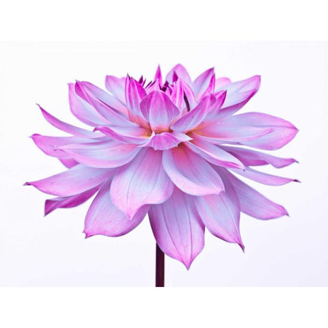 Dahlia Flower Black Modern Wood Framed Art Print by Frank, Assaf