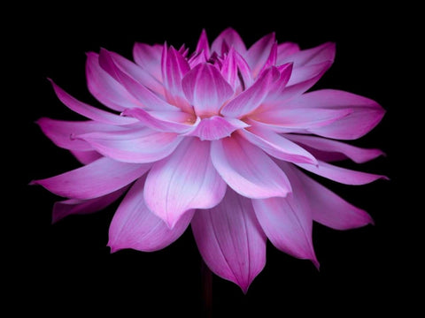 Dahlia Flower White Modern Wood Framed Art Print with Double Matting by Frank, Assaf