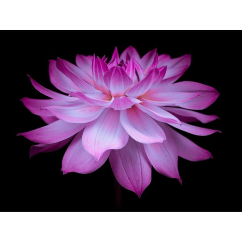 Dahlia Flower Black Modern Wood Framed Art Print by Frank, Assaf